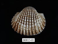 藏品(血蚶)的圖片